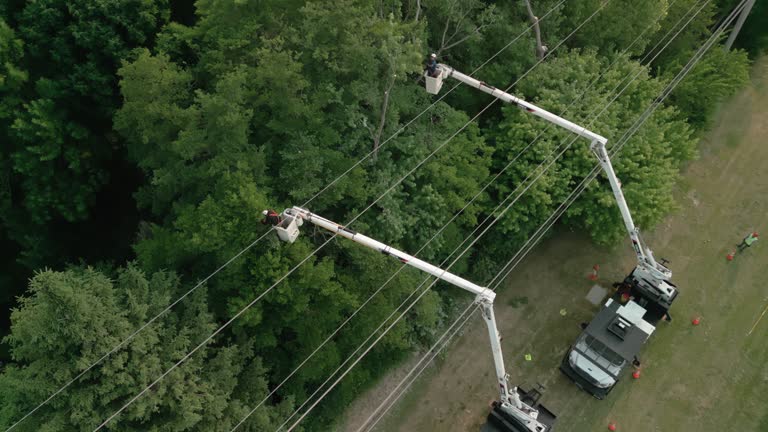 Best Tree Cabling and Bracing  in Pajaro, CA