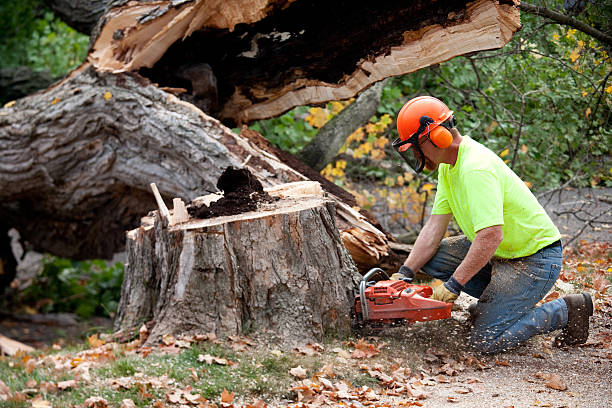 Pajaro, CA Tree Removal Company